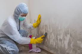 Trusted Blue Jay, OH Mold Inspection Experts